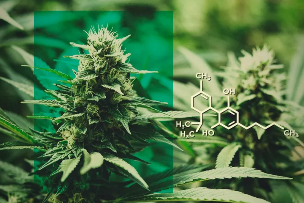 The Truth About Britscotti Strain Might Upset Fans