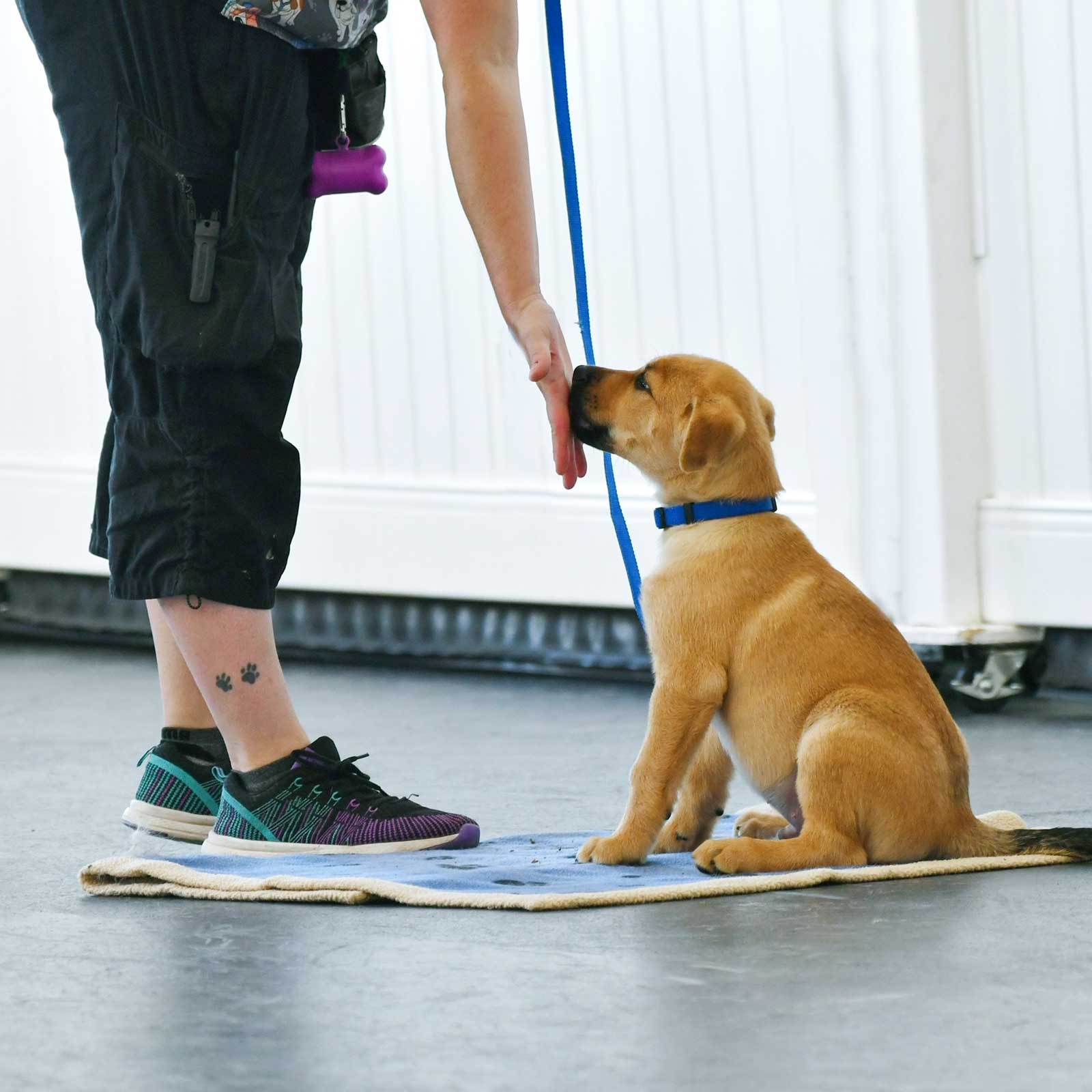 Obedience Training