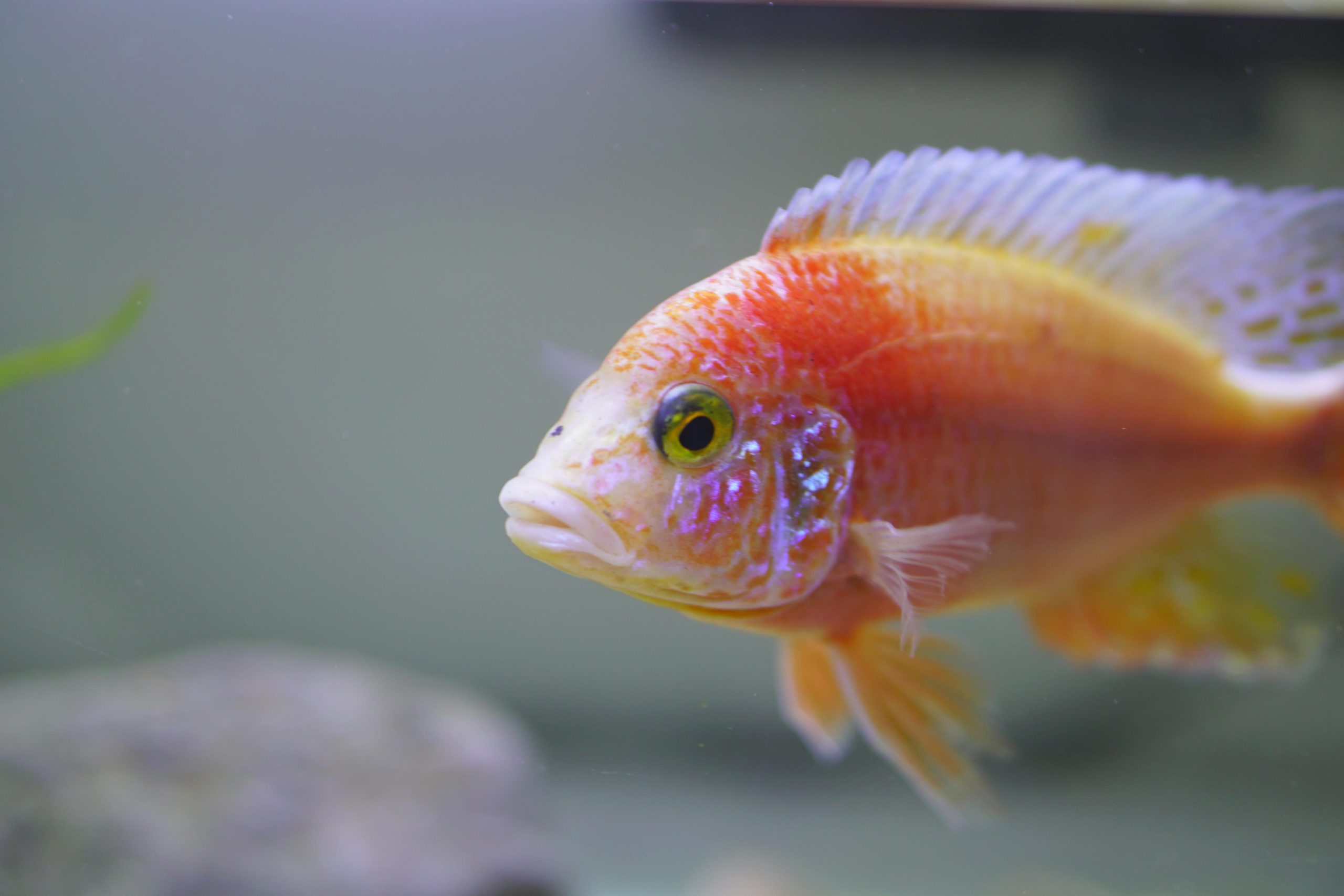 Healthy Tropical Fish for Sale – UK Wide Shipping