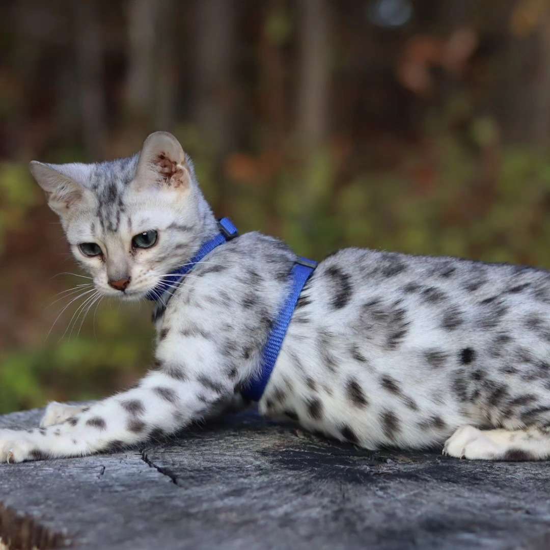 Explore 6 Premium Savannah Kittens for Sale in California