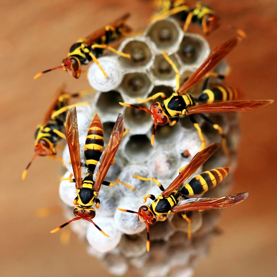 4 Reliable Wasp Nest Removal Barnet Services 2025