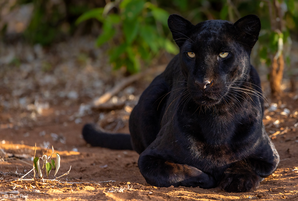 Black Leopards Score Crucial Win in Latest Match