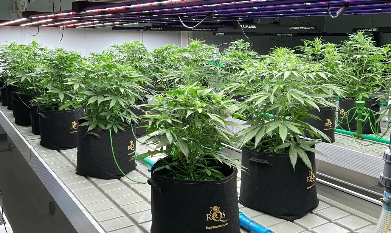 Royal Queen Seeds – Kraftvolle Sorten für dein Wachstum