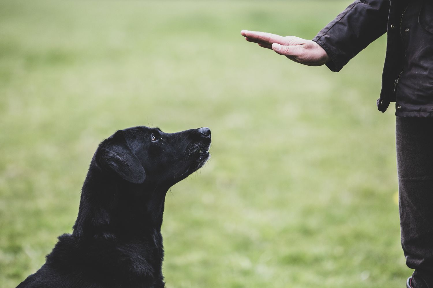 Dog Training Irvine: Trusted by Dog Owners for Years