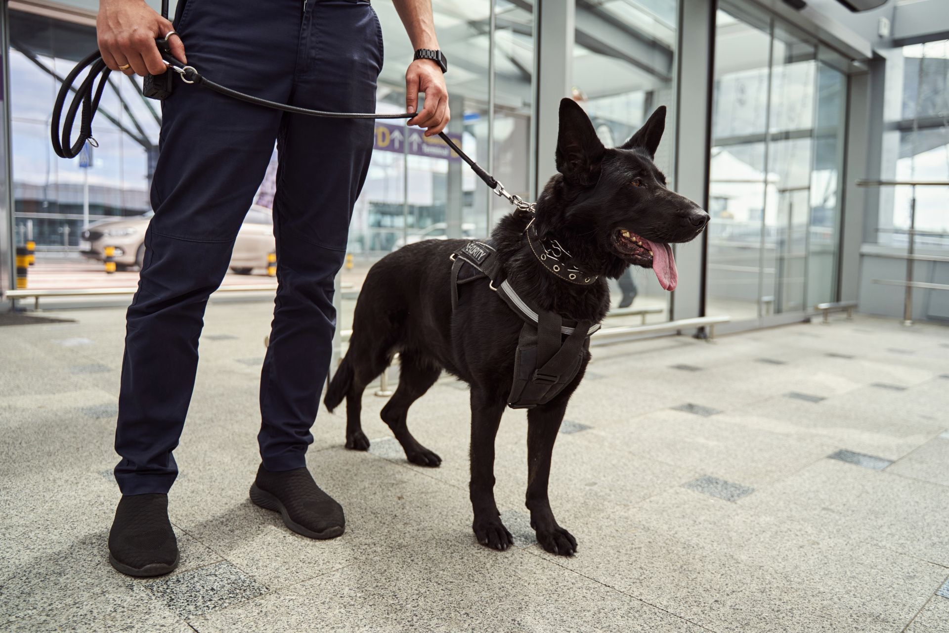 Best Trusted Security Dog Services Bristol by ISA