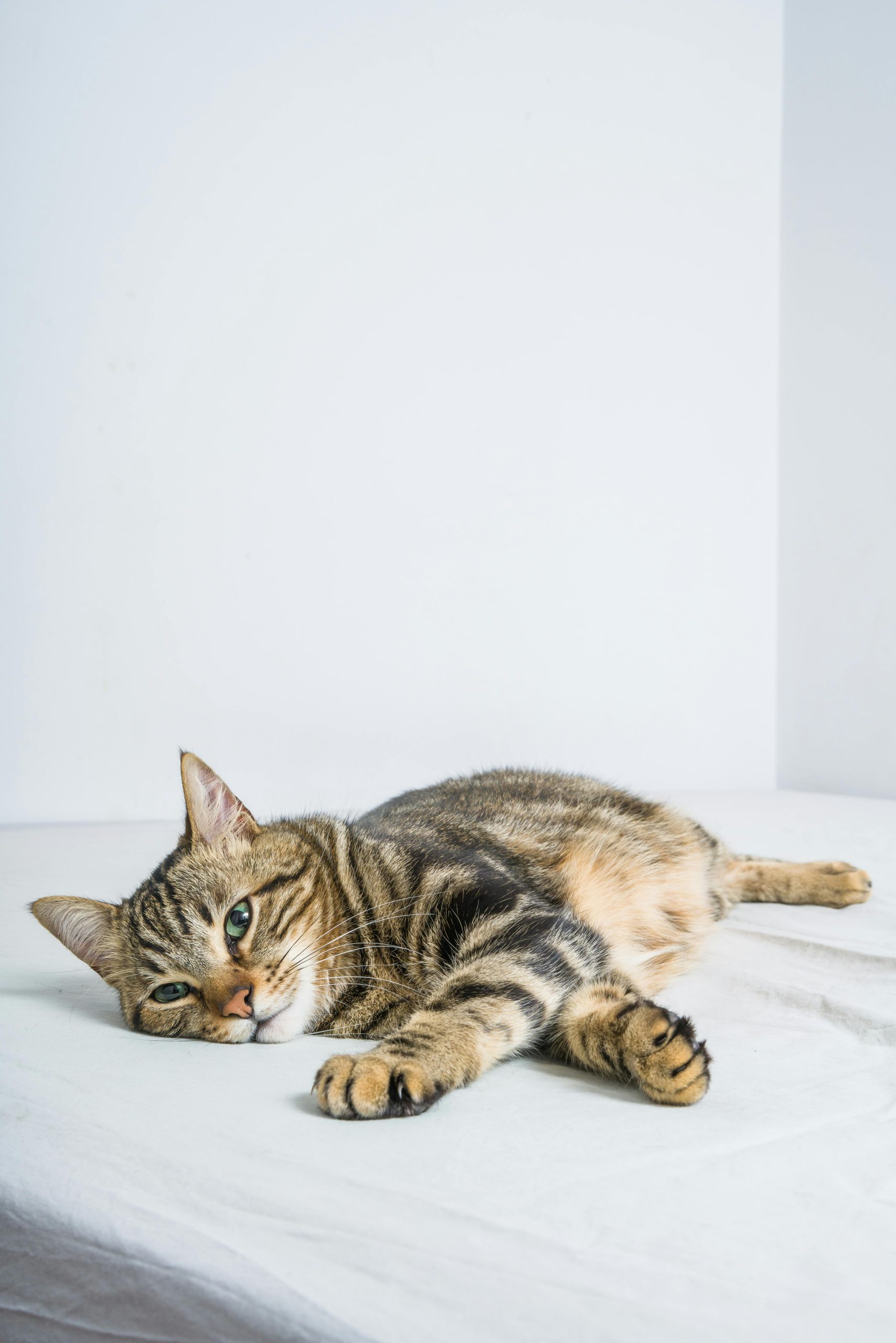 12 Unique Bengal Kittens for Sale With Spectacular Markings