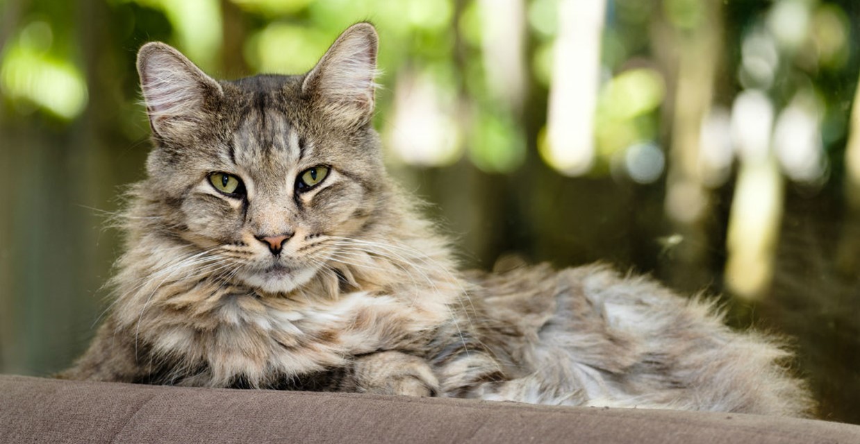 Maine Coon Cats for Sale Sacramento – 8 Must-Know Facts