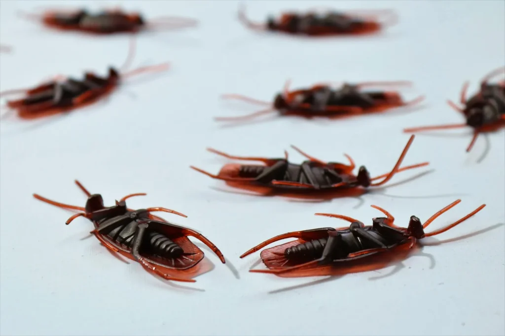 Affordable bed bug treatment