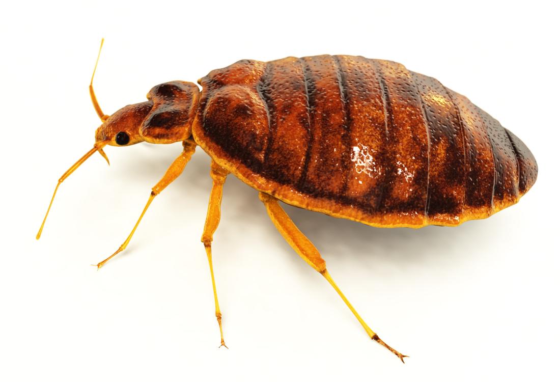 Affordable Bed Bug Treatment with Proven Results Today