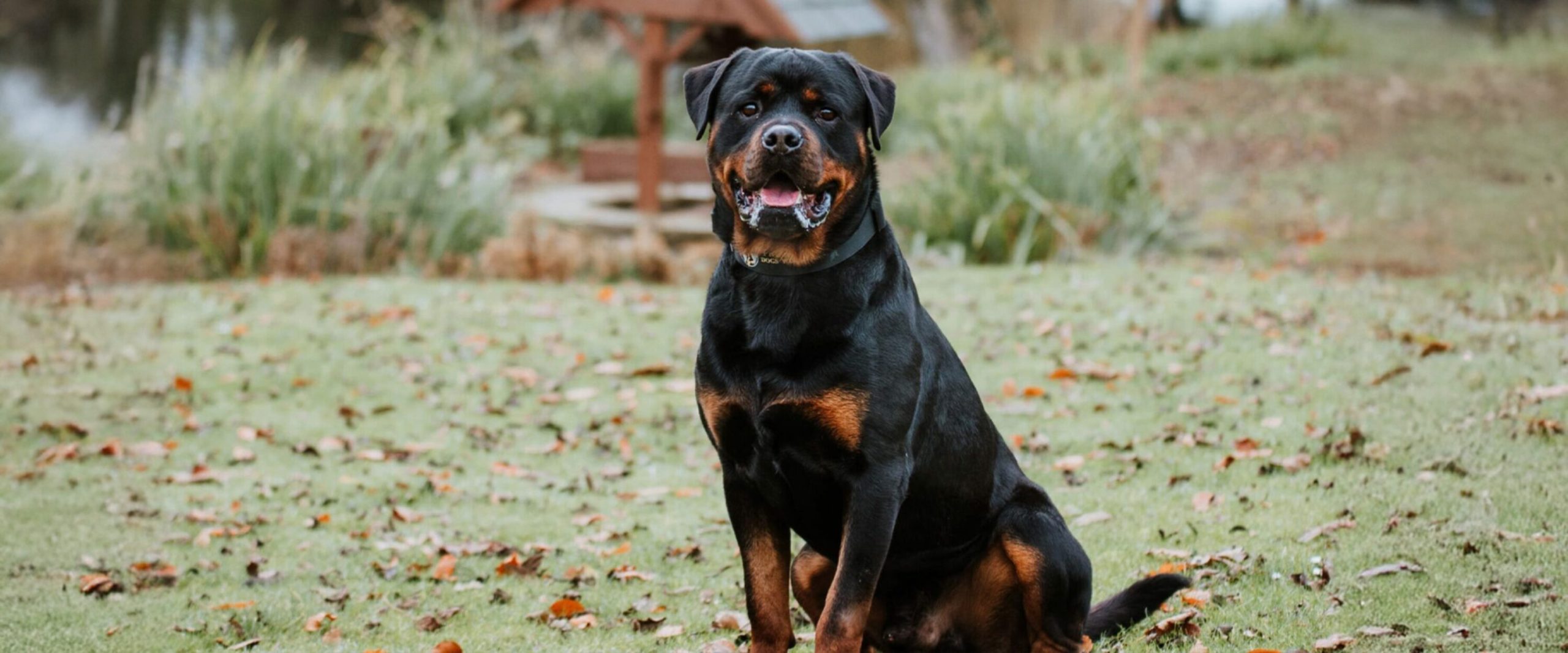 Security Dogs: Key to Responsible Security Deployment