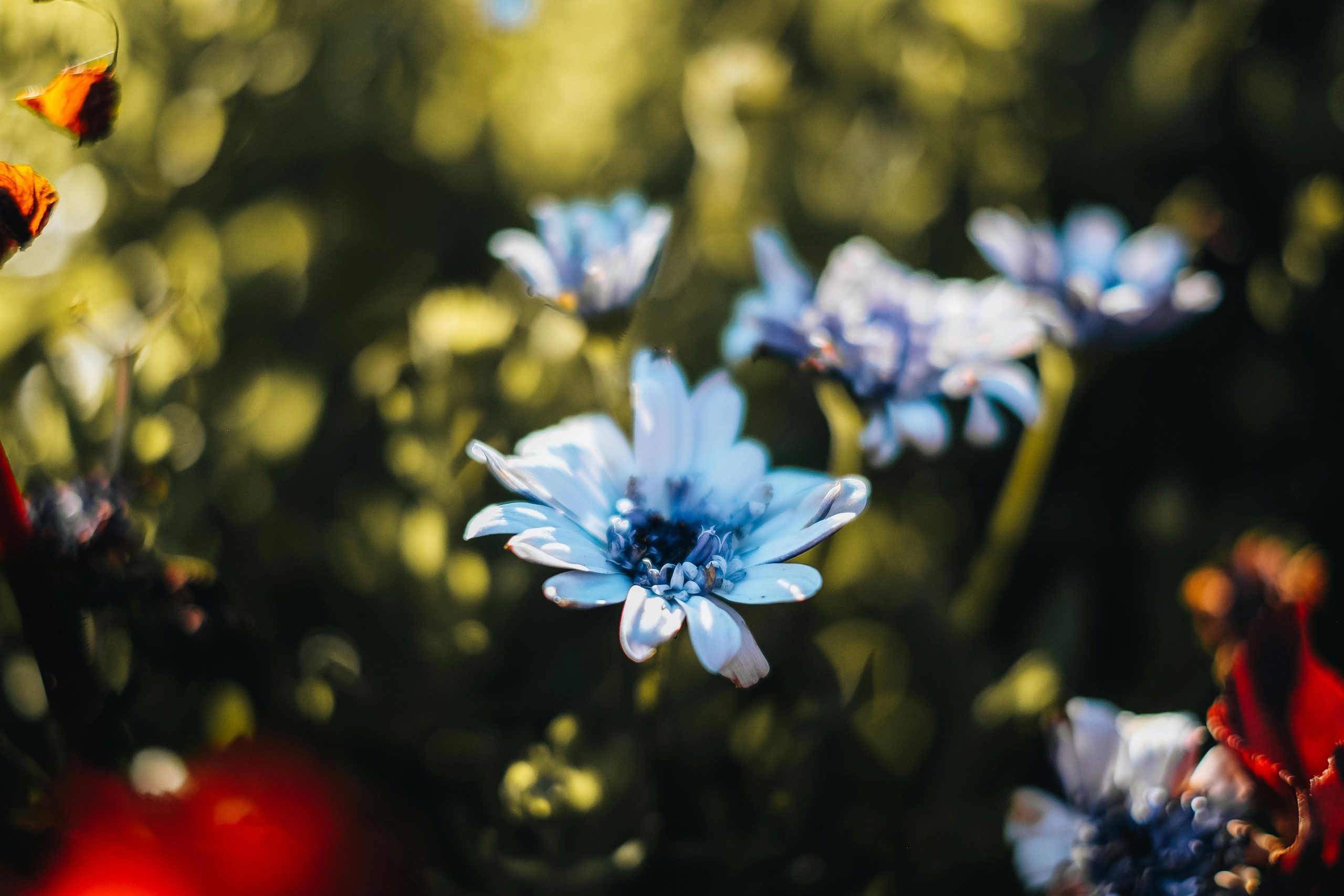 Blue Poppy Seeds 8 Powerful Ways to Impress Guests