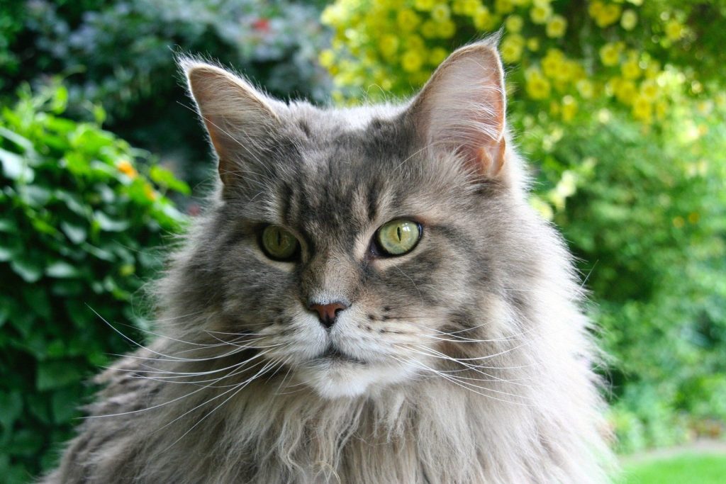 Maine Coon kittens for sale