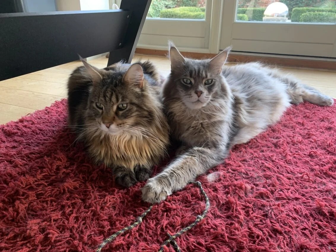 Maine Coon Kittens for Sale Purebred, Playful, Stunning Cats