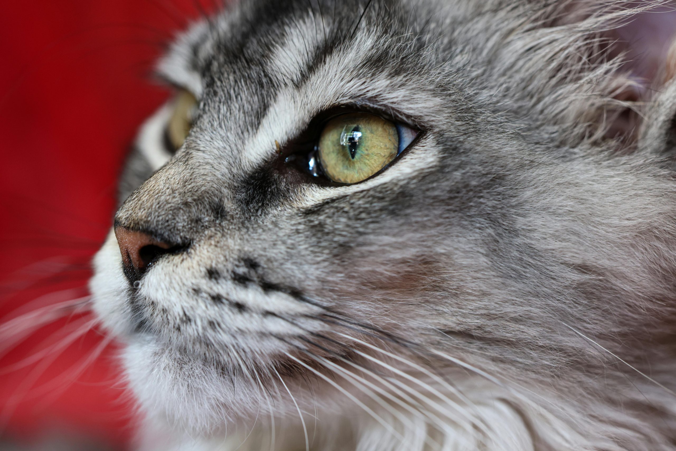 8 Maine Coon Cats for Sale Near Me – Visit Amore Cattery