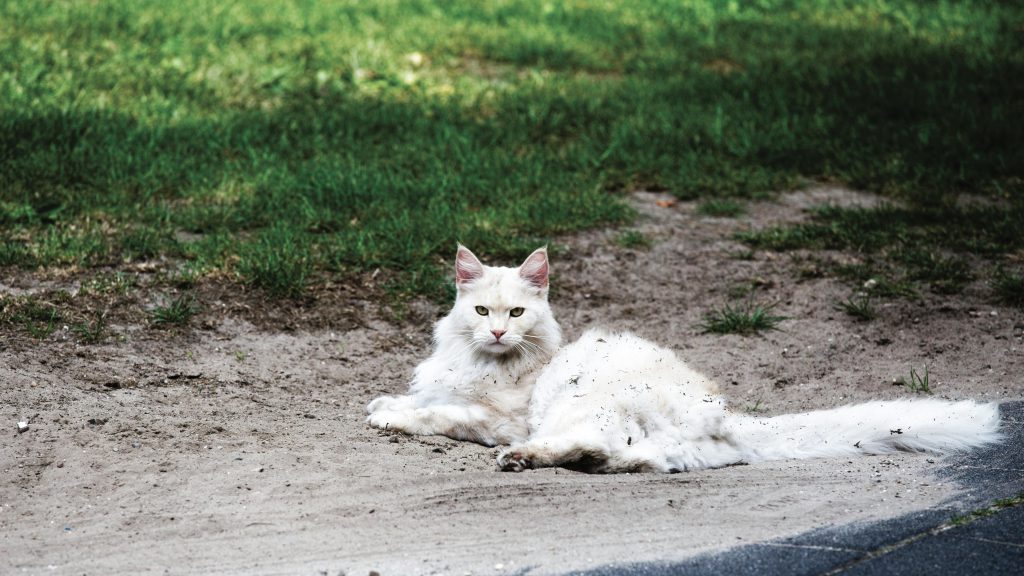 Maine Coon cats for sale near me