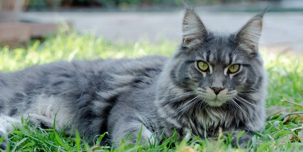 Maine Coon cats for sale