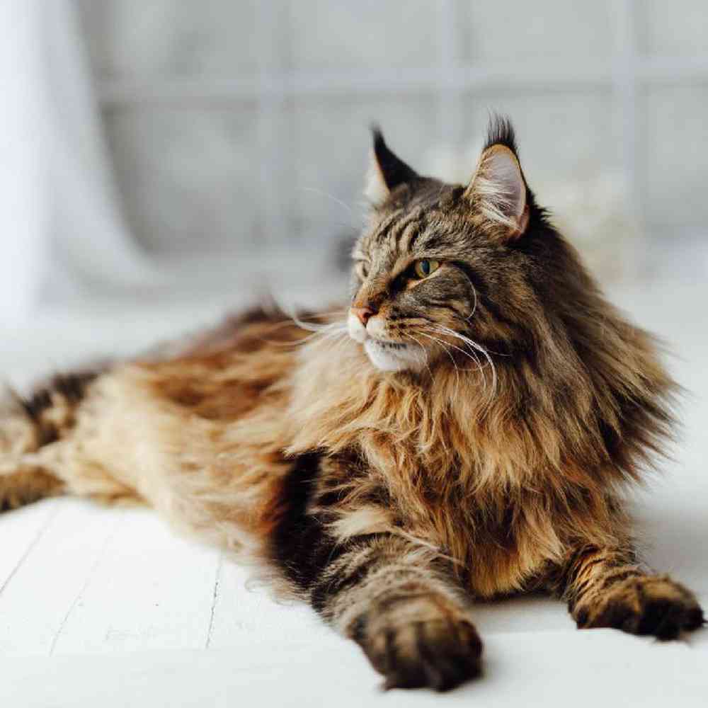 Maine Coon Cats for Sale – Stunning Family Companions